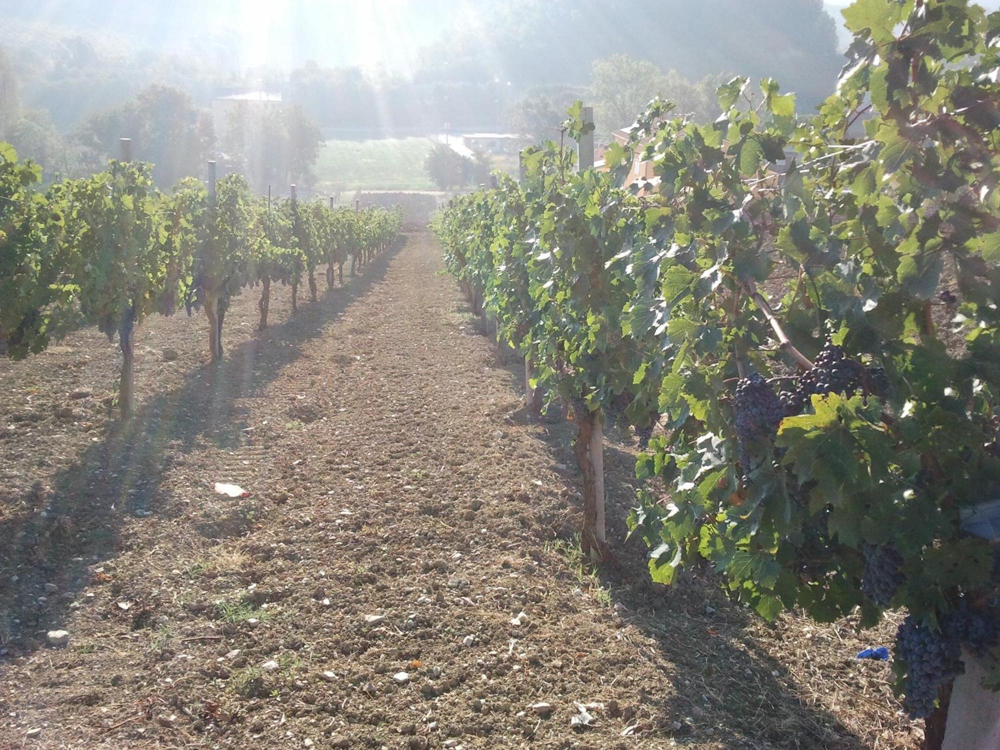 Agriturismo San Vito Crocemaroggia Bagian luar foto